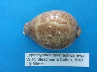 Leporicypraea geographica rewa coquillage