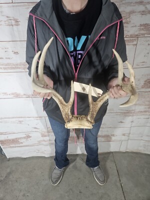 Wild 8 Point Whitetail Deer Antler Rack Horn Skull Plate Decor Man Cave ...