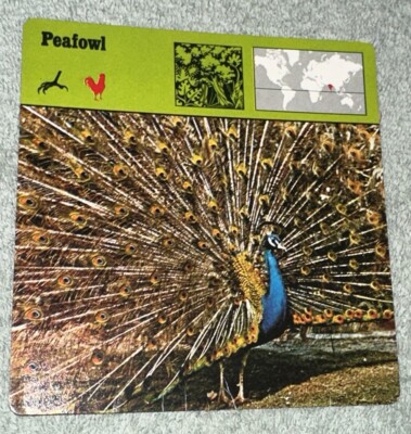 Vintage 1976 Animal Card - Peafowl - Printed In Japan