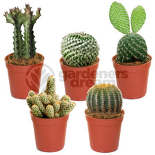 Cactus Mix - 5 Plants - House / Office Live Indoor Pot Plant - Ideal Gift