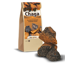 Chaga Pilz große Brocken aus Sibirien frisch...
