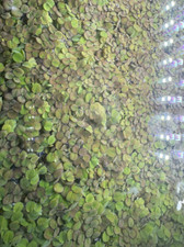 Duckweed live Plant BUY2GET1 FREE Aquarium POND NO INSECTS/PARASITES FAST