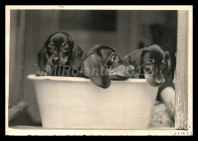 Photo, breed dog show Erzgeb., Teckel in training, puppy bathing, 5026-1229