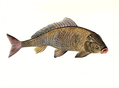 1977 VINTAGE LAROUSSE ''CARP'' GORGEOUS BIG FISH LIPS COLOR Art Print Lithograph