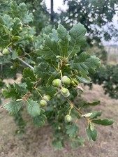 English Oak Tree 22ft Beautiful Specimen