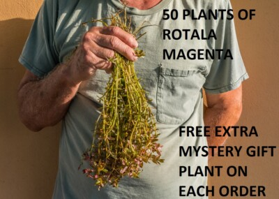 #ad 50 Rotala Magenta Macaranda plants aquarium planted tank aquascaping fish tank $19.99