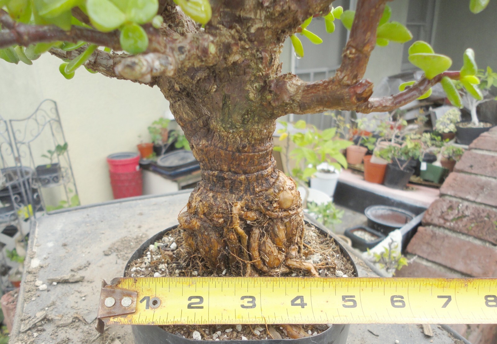 Cork Bark Jade Pre Bonsai Dwarf Big Fat Huge Sum Trunk Portulacaria