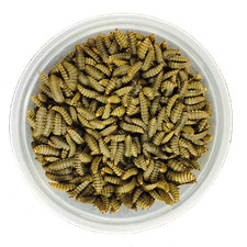 Black Soldier Fly Prepupae