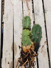 *CENA HURTOWA* GRUBY stojak kolumnowy Echinopsis #B