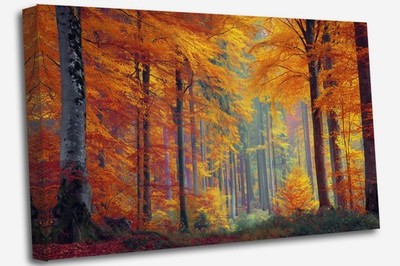 Autumn Forest Nice Colours Canvas Print Wall Art Picture