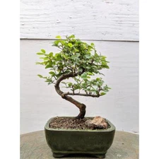 Sweet Plum Bonsai Tree - Curved Trunk Style