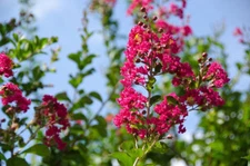 20 Heirloom Seeds Lagerstroemia indica Tree - Standard Or Container