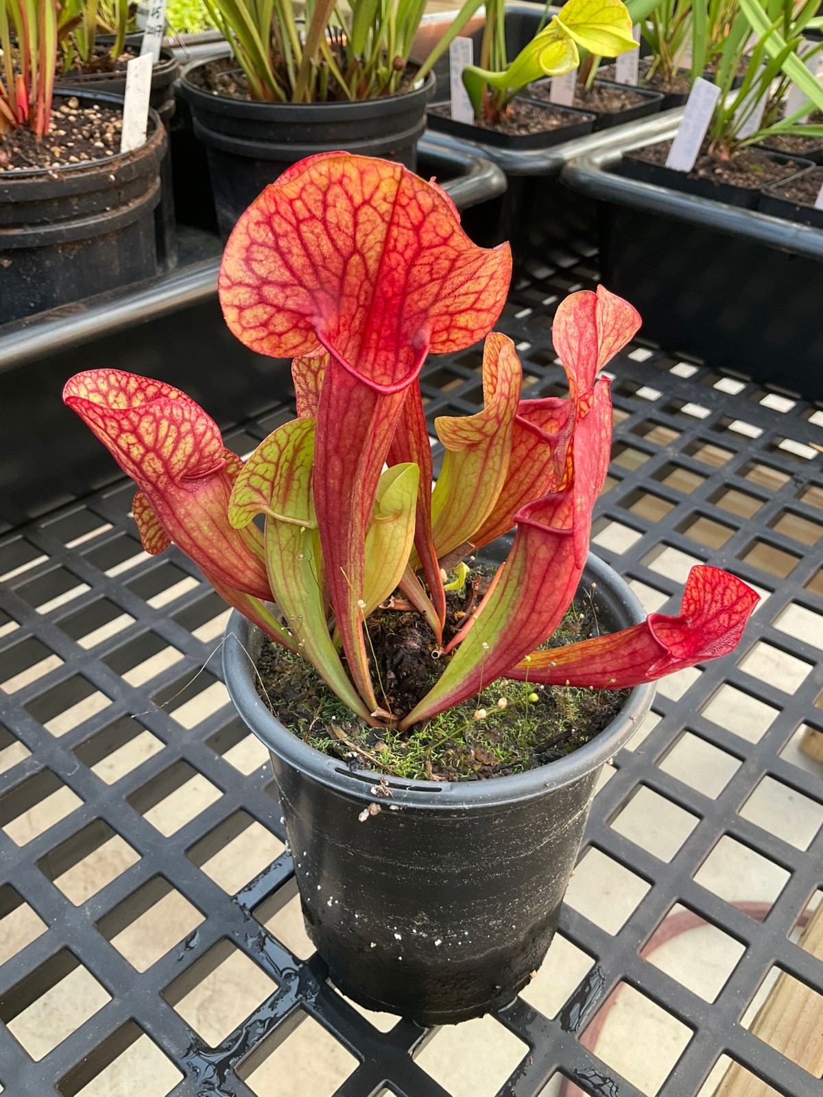 Sarracenia rosea x S. 'Doreens Colossus', Small Exact Plant, Multiple GPs