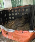 12 BROWN POSSIBLE LARGE FOWL RHODE ISLAND, JERSEY GIANT, COCHIN... — photo 8
