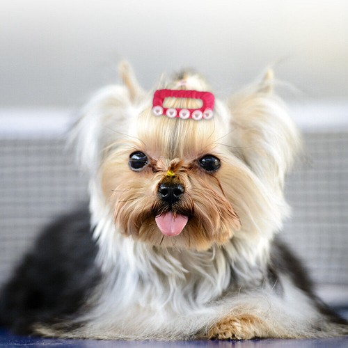 10Pcs Pet Hair Clips Dog Faux Pearl Decoration Hairpins Cat Hair Accessory - Picture 4 of 8