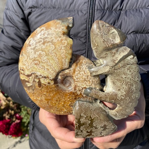 735g seltener natürlicher Ammonit Fossil Muschel Quarz Kristall Präparat Heilung - Bild 14 von 15