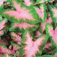 5 - Shade Loving KATHLEEN Caladium Bulbs - SPRING SHIPPING - HEART SHAPED LEAVES