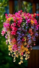 Weeping Begonia Flower Bulbs Multicolor  Pack of 2  Easy Grow