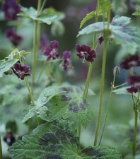 6 x Bare Root fully hardy Geranium phaeum ‘Samobor’ excellent