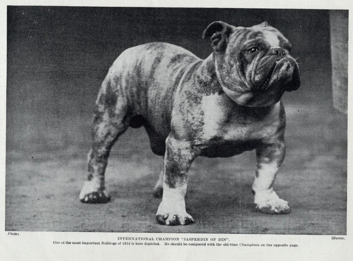 English Bulldog 