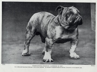 English Bulldog 