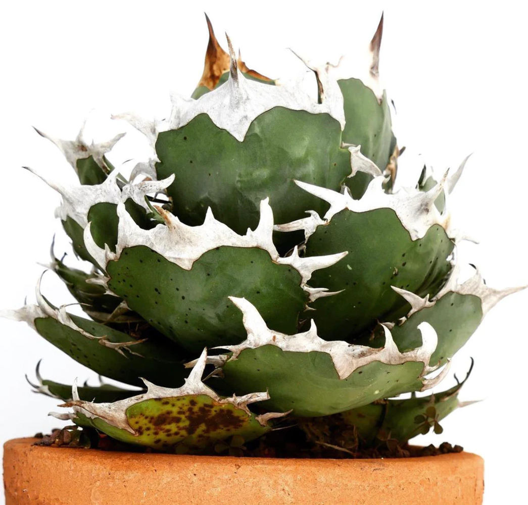 アガベ チタノタ SHARK SHOUI Agave titanota cv SHARK SHOUI 4-8 cm - - oteroi NO variegated
