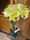 New ListingRlc. Goldenzelle 'Lemon Chiffon' Am/Aos