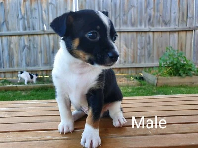 dogs and puppies gumtree