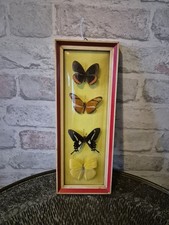 Vintage Framed Butterfly Taxidermy Set Collection - Circa 1970s - Nicely Framed