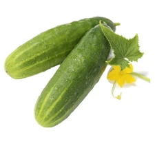 Cucumber Seeds (Straight Eight/8) | NON-GMO | Fresh Garden Seeds