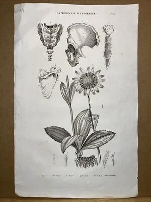 Antiquarische Stahlstich 1834 Anatomie Medizine Chirurgie Arzt Doktor Botanik - Bild 1 von 4