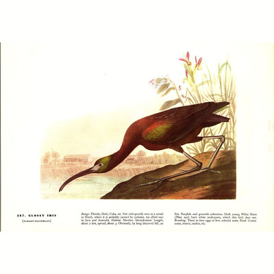 Glossy Ibis - 1941 Audubon ''Birds of America''  Original Color Bird Print