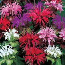 100 Purple Pink White Bee Balm Seeds Bloom Hummingbird Flower Seeds Flowers 524