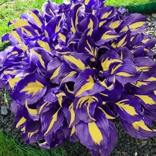 Hosta Seeds - 100+ Yellow Purple Hosta Plants Seeds for Planting Outdoor