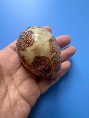 73.7mm | Cypraea Mappa |F+++ GEM| PINK base | Strange pattern |Nice shell