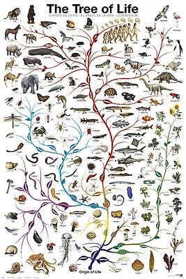 Biology Tree of Life