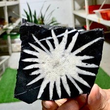 330G Natural Chrysanthemum Stone Crystal Quartz Chakra Reiki Rock Healing