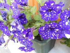 8 verschiedene Petunien   Samen Blumen