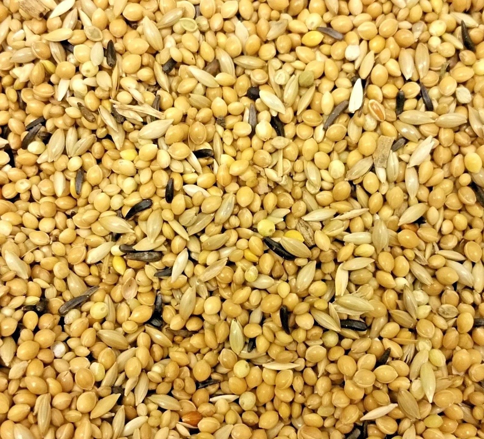 FOREIGN FINCH (300g to 20kg) Best Pet Fine Bird Seed Feed Mix bp