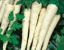 HAMBURG ROOTED PARSLEY SEEDS 500+ Petroselinum crispum Herb GARDEN FREE SHIPPING