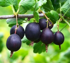 Live Black Velvet Gooseberry Bush – 2.5" Pot – Flavorful