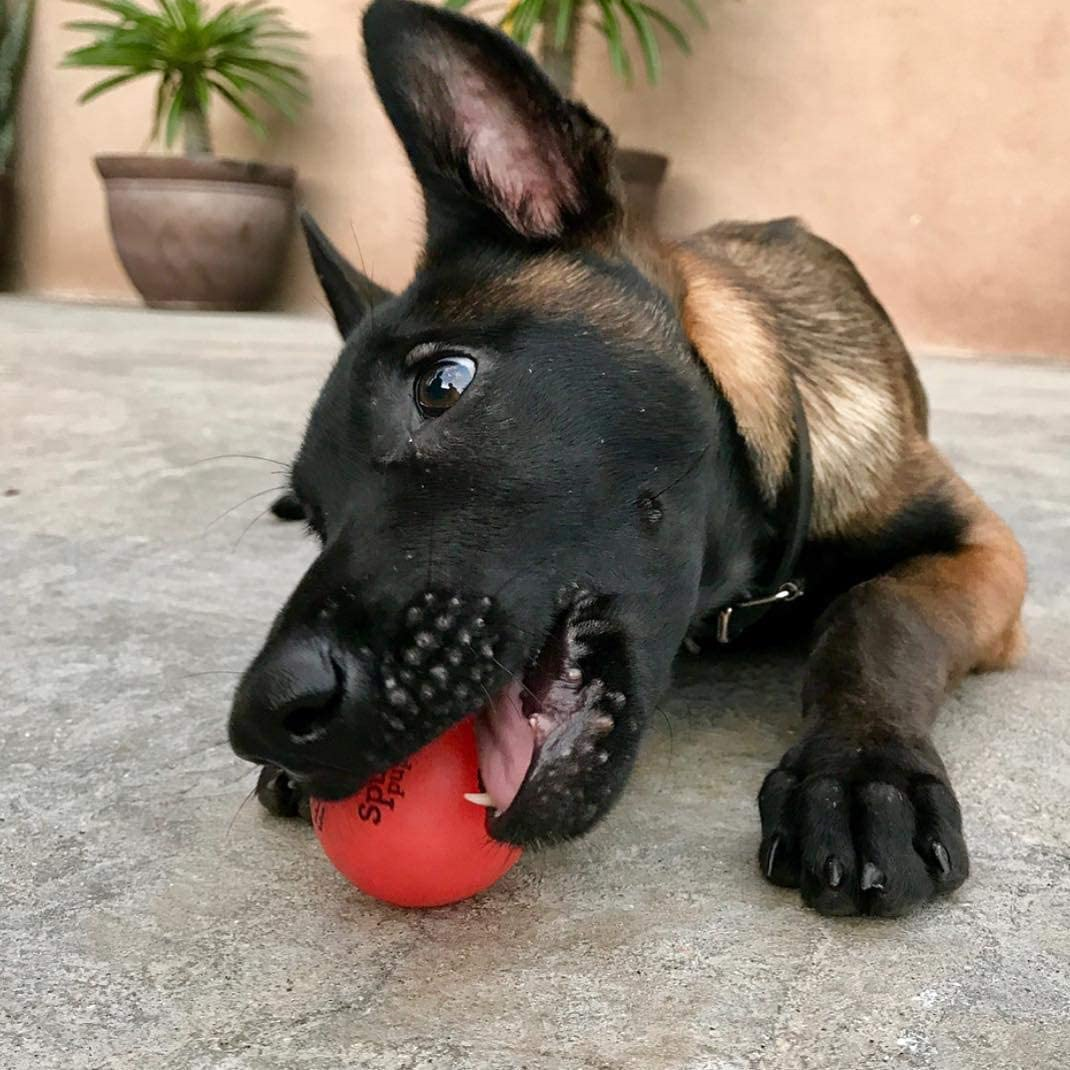 spunky pup fetch and glow ball