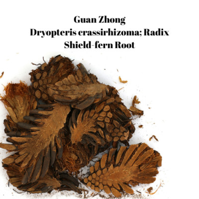 Guan Zhong Shield Fern Root | Dryopteris Crassirhizoma Radix | Dried TCM Herb