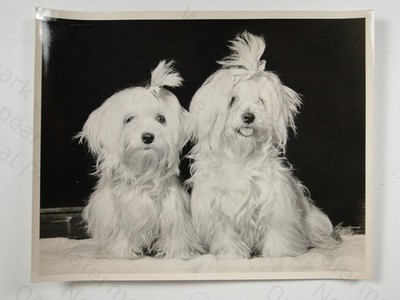 2 Malteser Welpen Schwestern Hundeausstellung Trubach Villanella Villotta London 1969 Foto