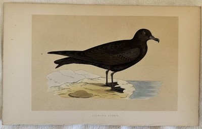 BULWER'S PETREL Petrello di Bulwer Ornithologie Birds Bird 870