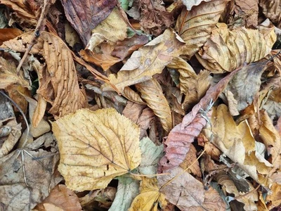 ALL THINGS NATURE 6Ltr Bioactive Organic Leaf Litter Mix, Insect Reptile Spider Millipedes Snail