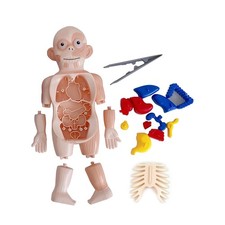1Set PVC Organ 3D Puzzle Human Body Anatomy Model Assembled Toys DIY Toy g