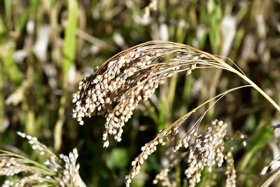 Proso Millet Food Plot Seed for Upland Birds and Turkeys - 5 lb Bag - 1/4 Acre