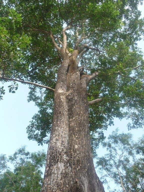 Indian Kino Tree Extract Natural Vijaysar Powder | Pterocarpus