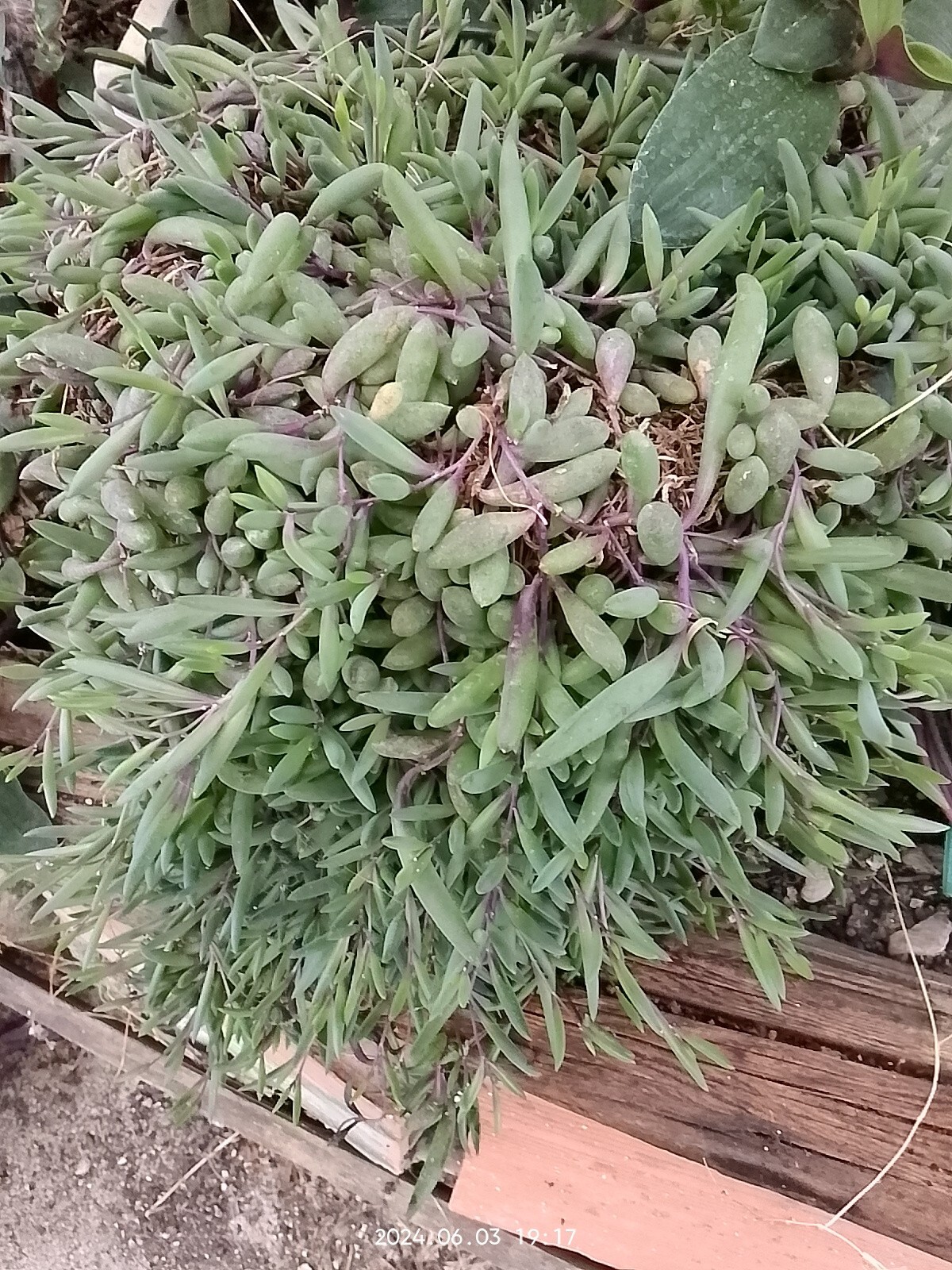 Senecio Herreianus 'Purple Flush', Pianta Rosario - 4 talee